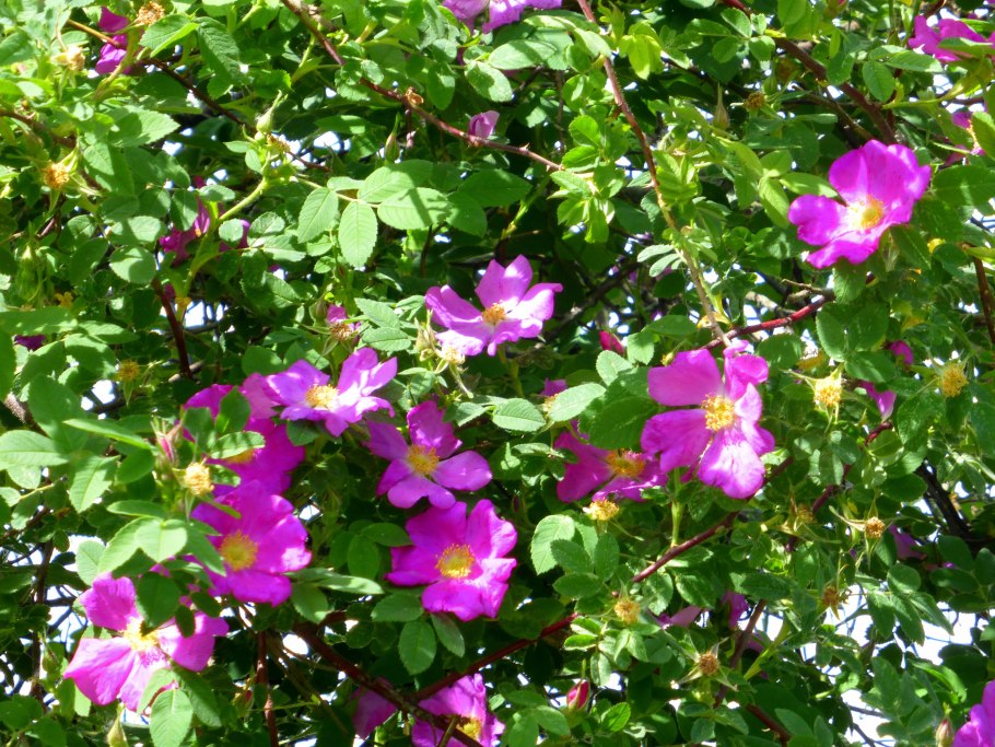 Шиповник Лесной кустарник