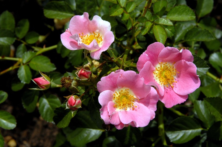 Шиповник Дальневосточный куст