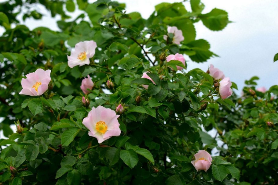 Шиповник цветет куст