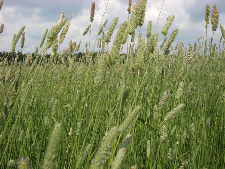 Тимофеевка Луговая Phleum pratense l.
