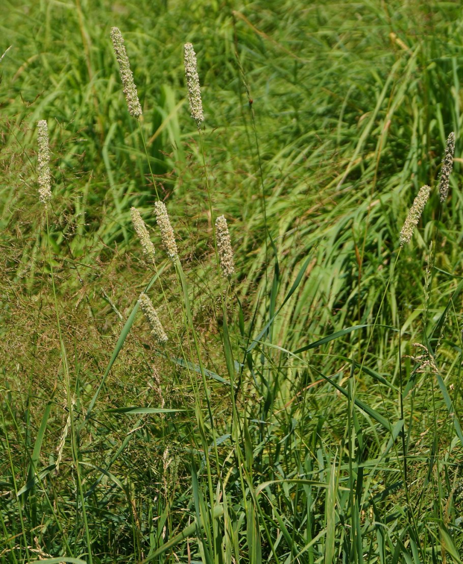 Лисохвост Луговой (Alopecurus pratensis).