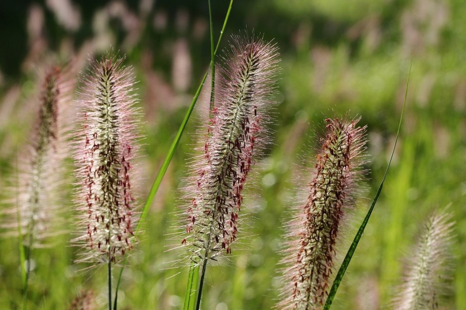 Лисохвост Луговой (Alopecurus pratensis ‘Aureovariegatus’)