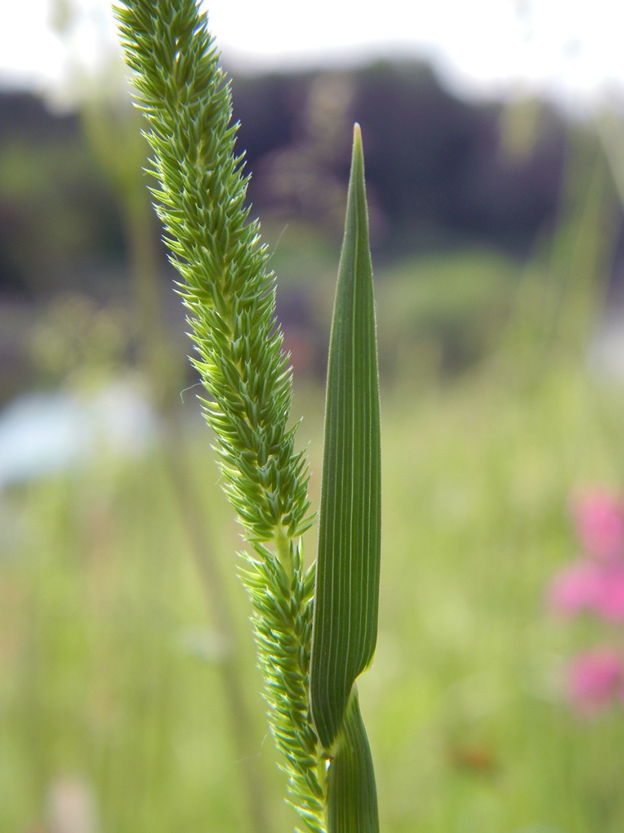 Лисохвост Луговой (Alopecurus pratensis).