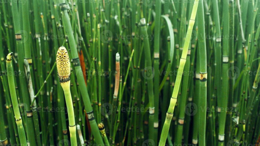 Хвощ полевой Equisetum arvense l.