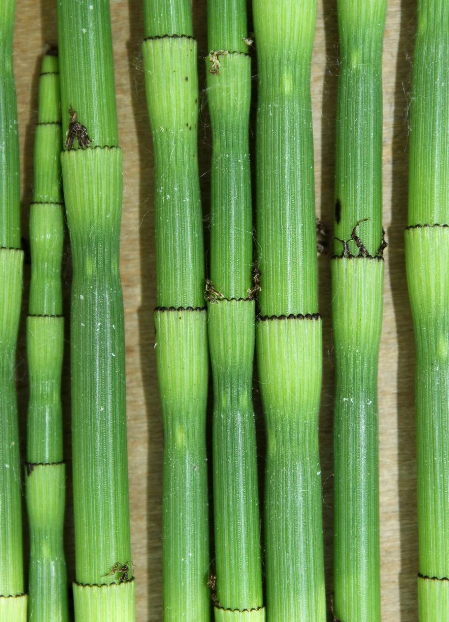 Хвощ Horsetail