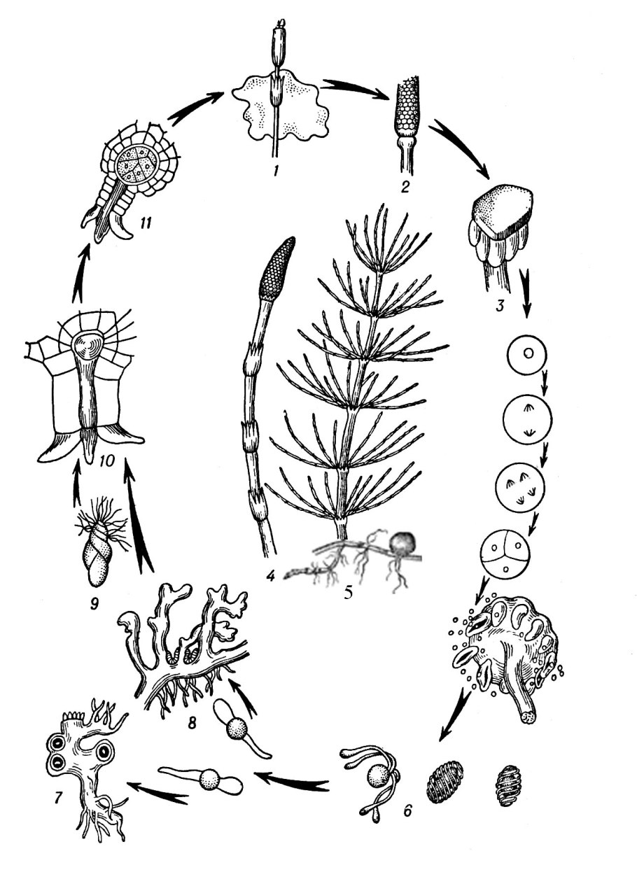 Хвощ Дальневосточный