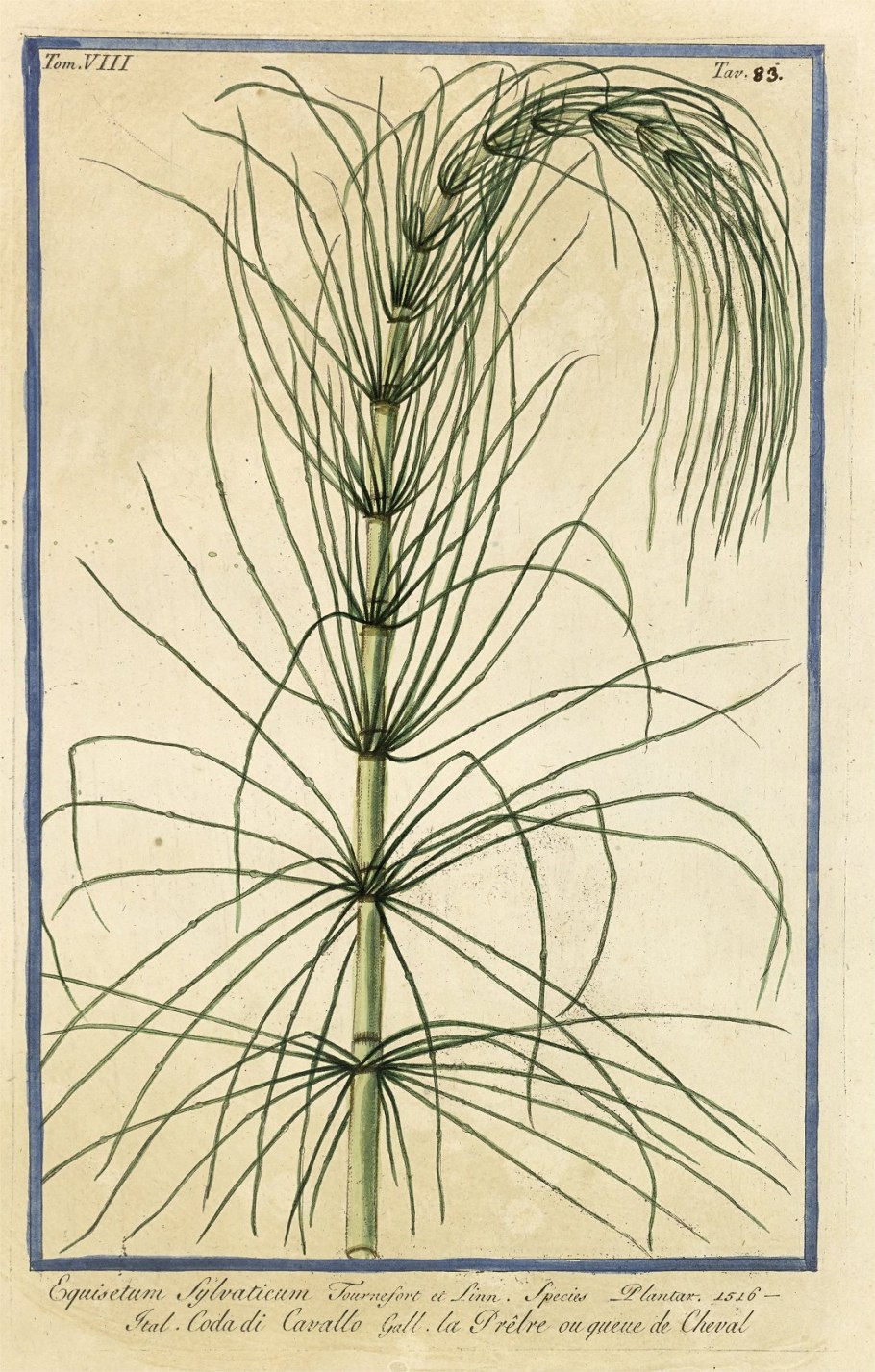 Equisetum ×ferrissii