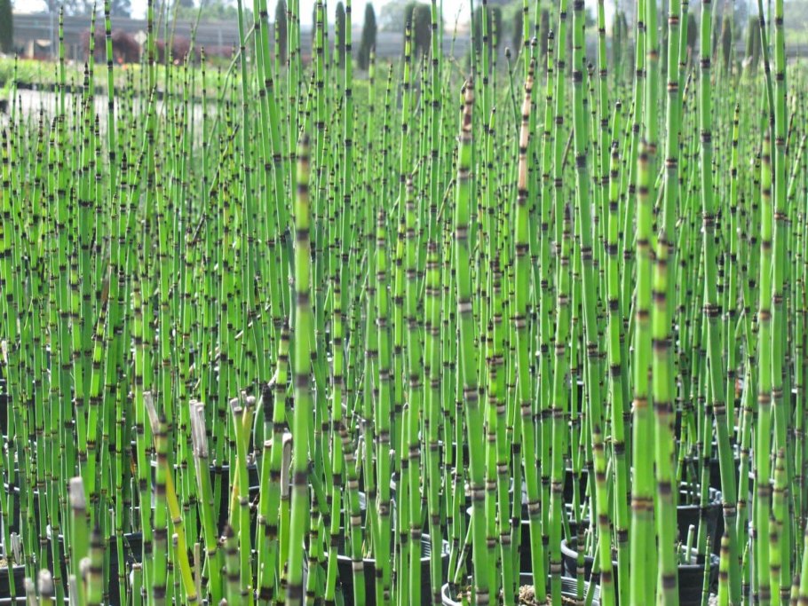 Equisetum Heleocharis