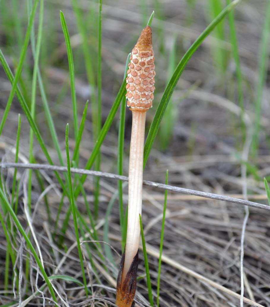 Хвощ зимующий