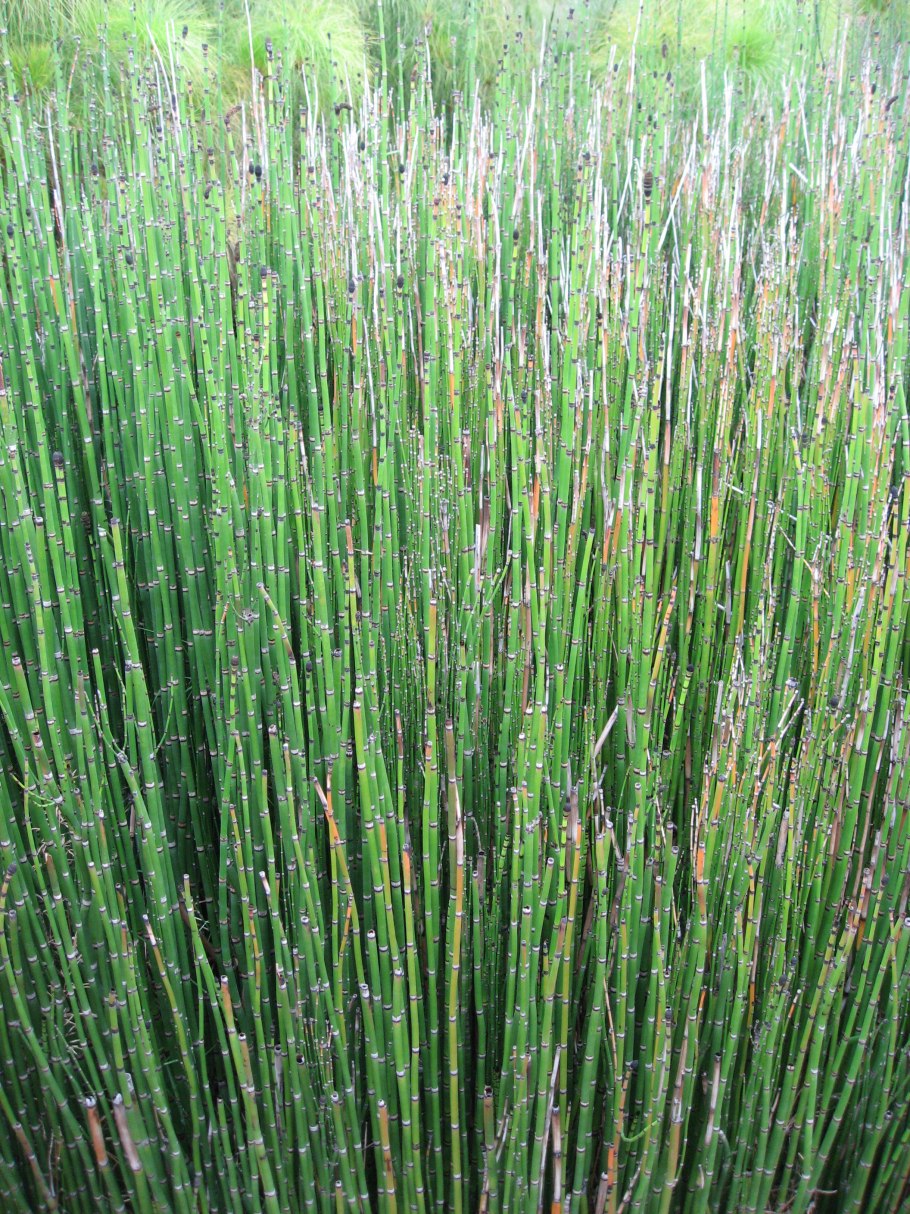 Хвощ зимующий(Equisetum hyemale)-4