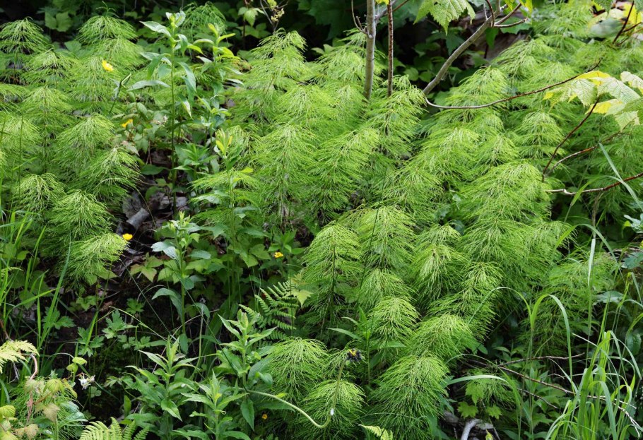 Хвощ зимующий