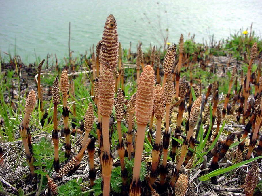 Хвощ зимующий Equisetum sylvaticum