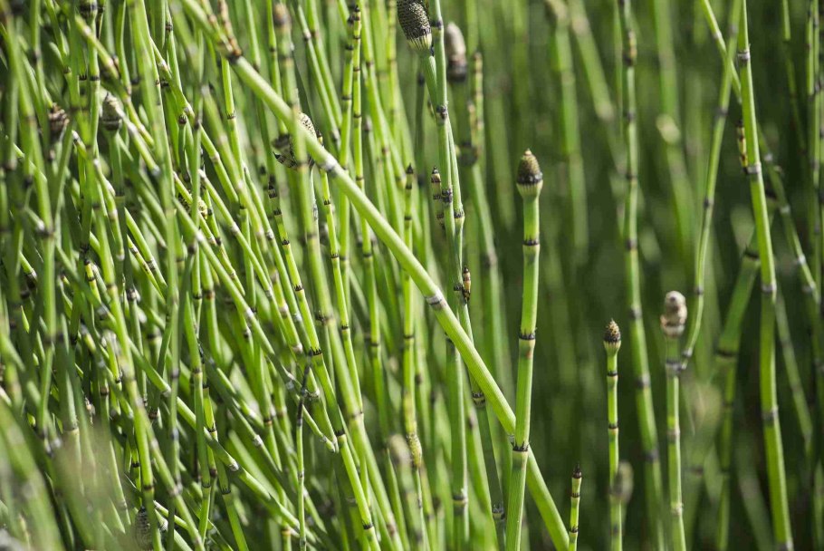 Хвощ зимующий Equisetum hyemale