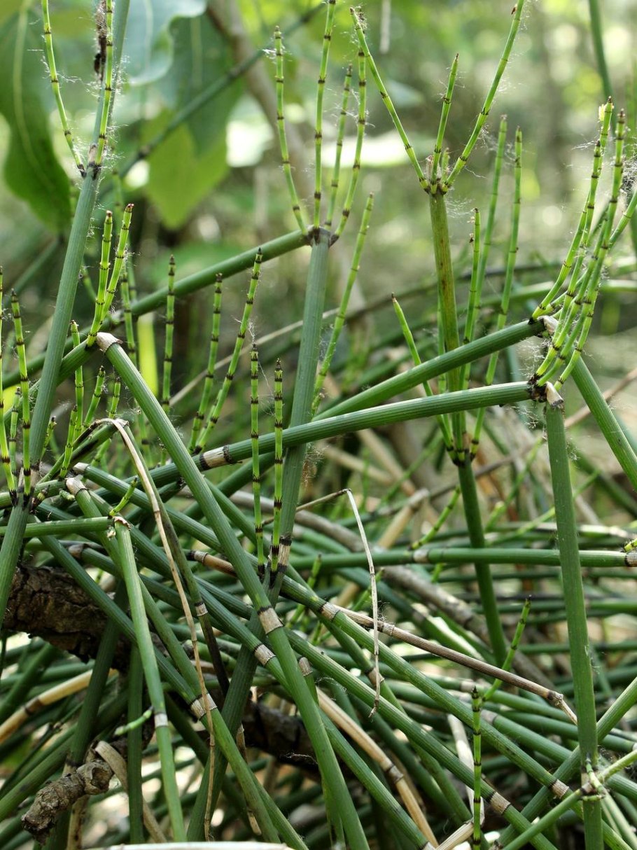 Хвощ зимующий