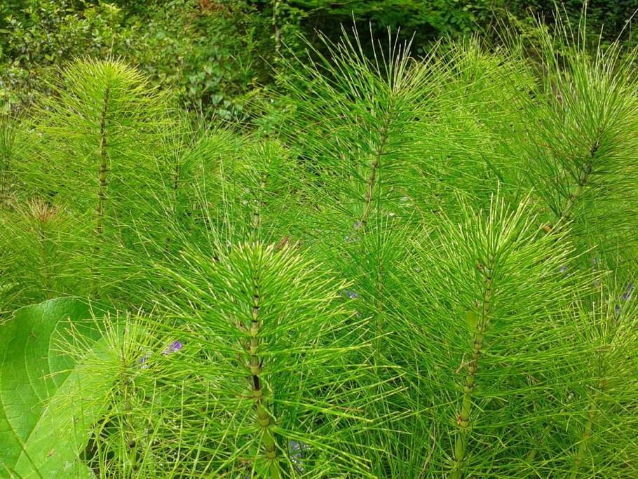 Equisetum sylvaticum
