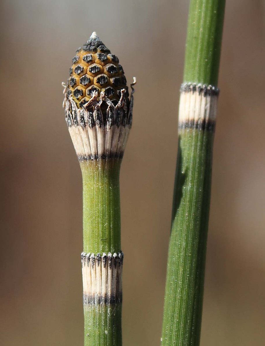 Хвощ зимующий Equisetum hyemale