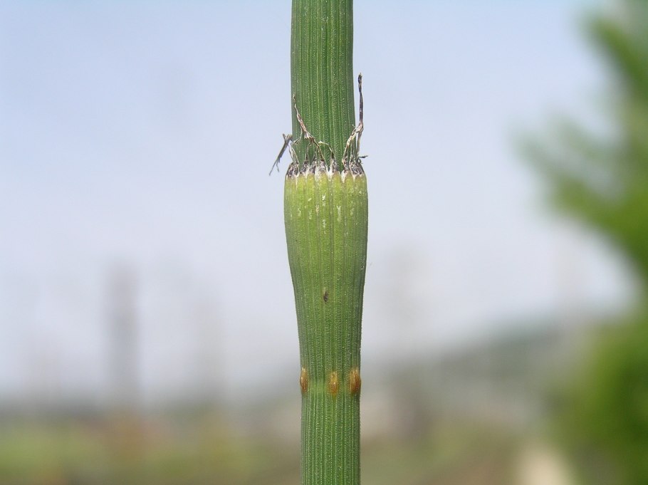 Equisetum х moorei newm.