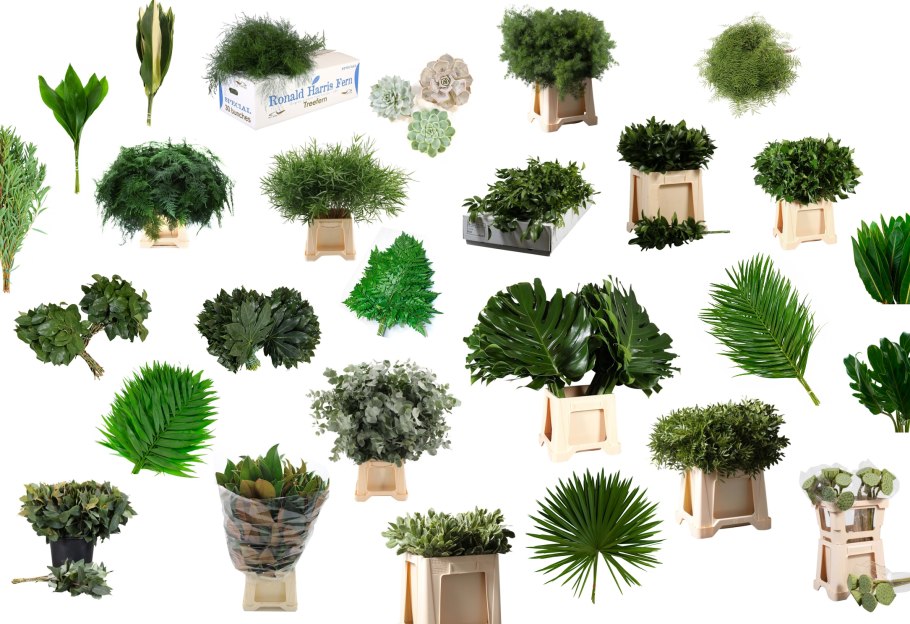 Скумпия Кожевенная (Cotinus coggygria &#96;Royal Purple&#96;)