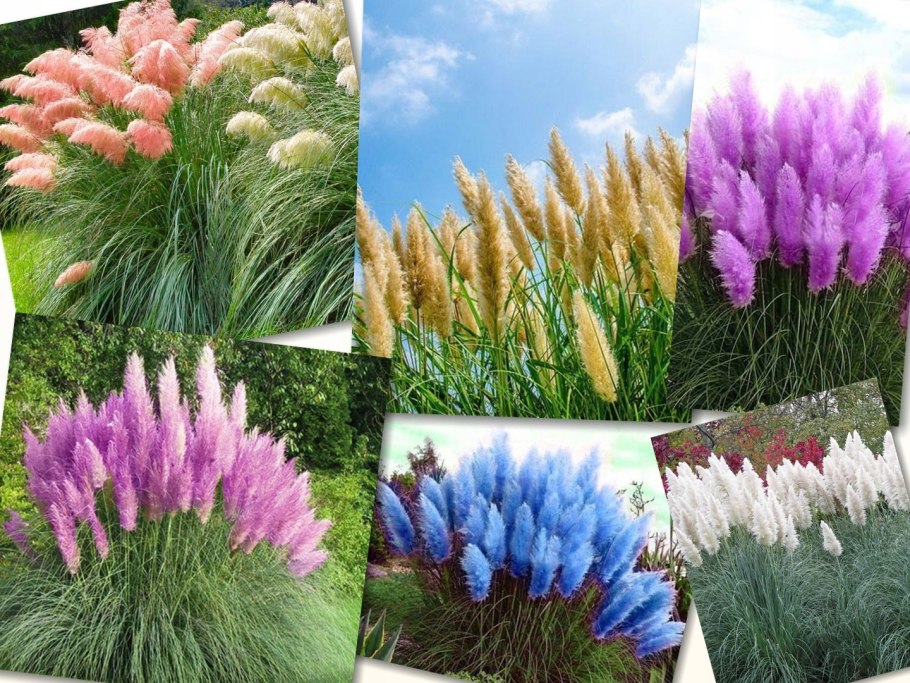 Спирея Голден принцесс и Барбарис