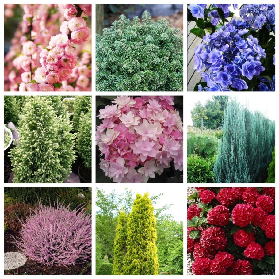 Название домашних цветов