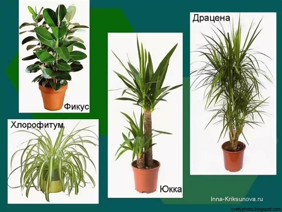 Садовый бонсай ниваки