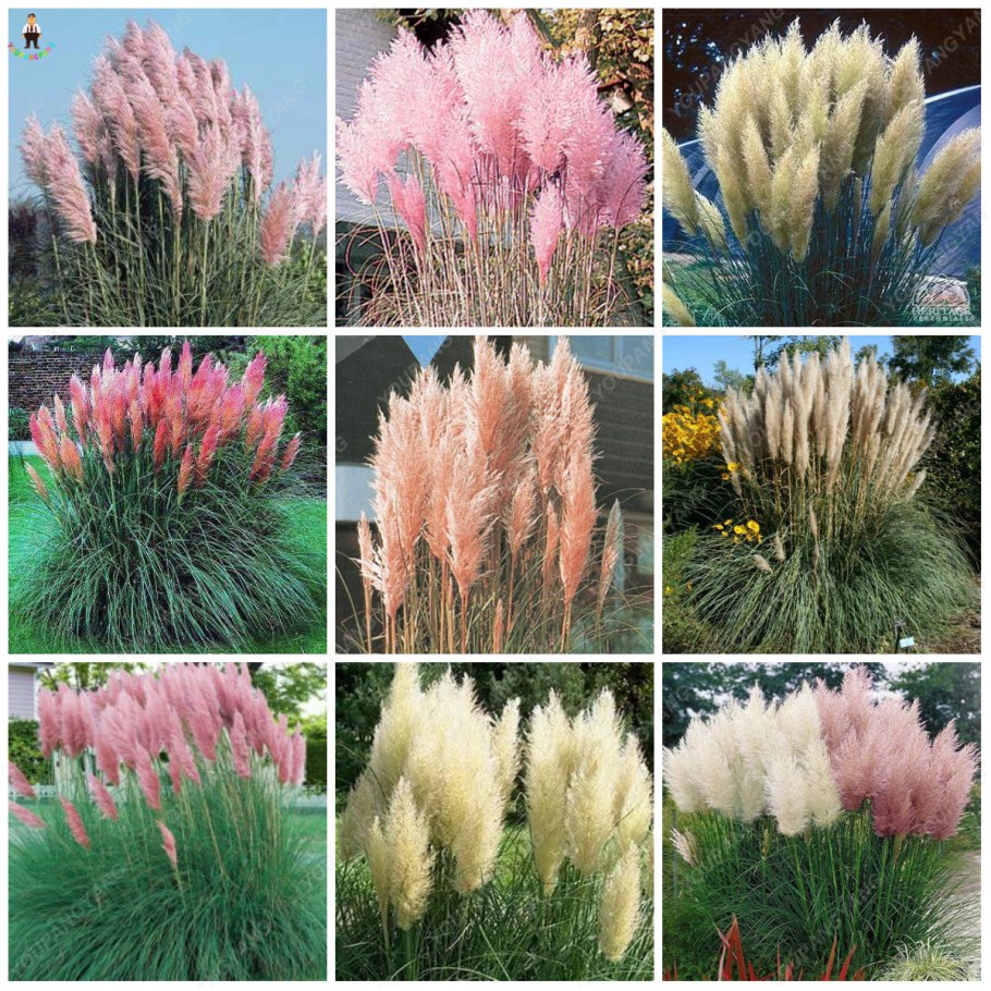 Комнатные растения названия