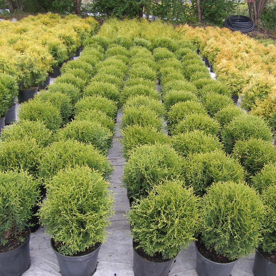 Эхеверия Блю принц