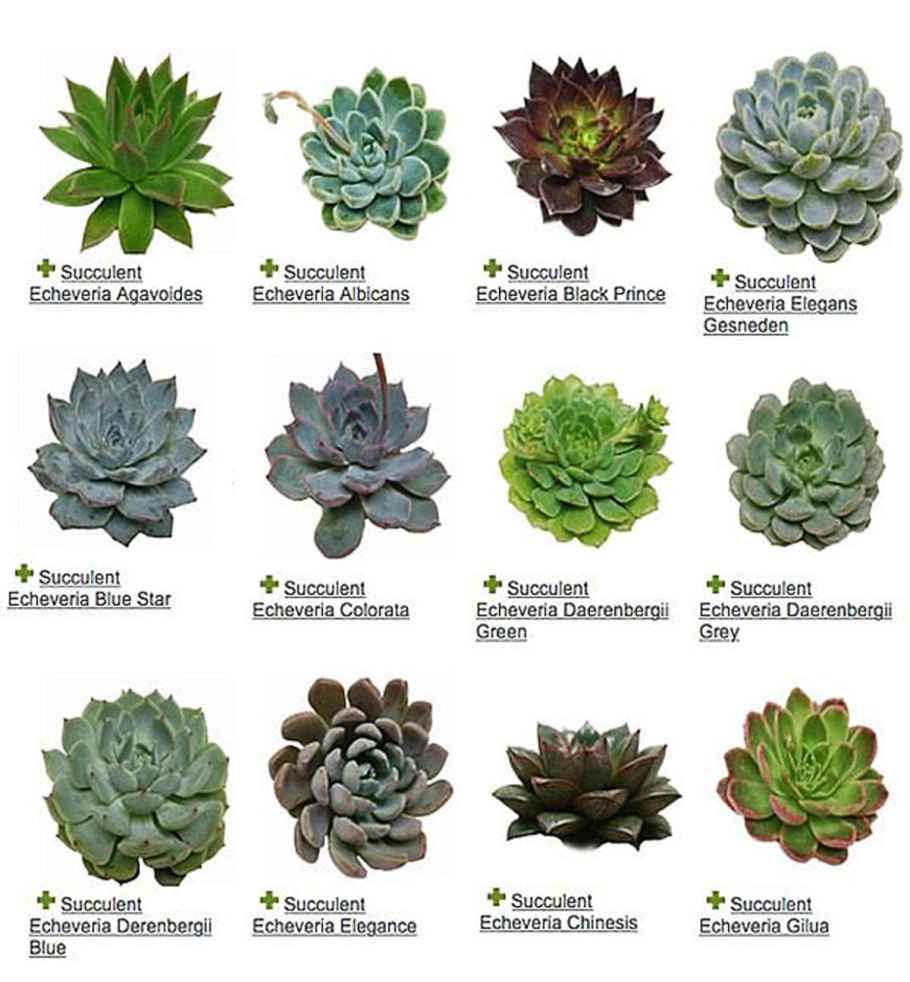 Дерево в горшке