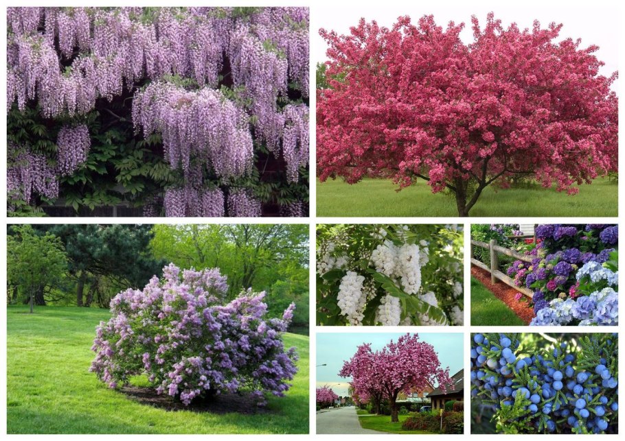 Комнатные цветущие растения и их названия