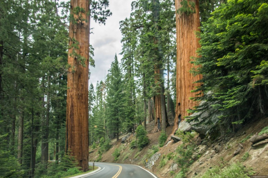 Парк секвойи в Калифорнии