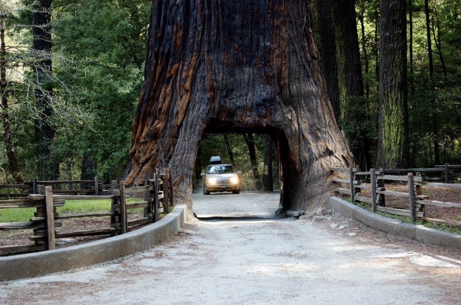 Роща секвой в Крыму