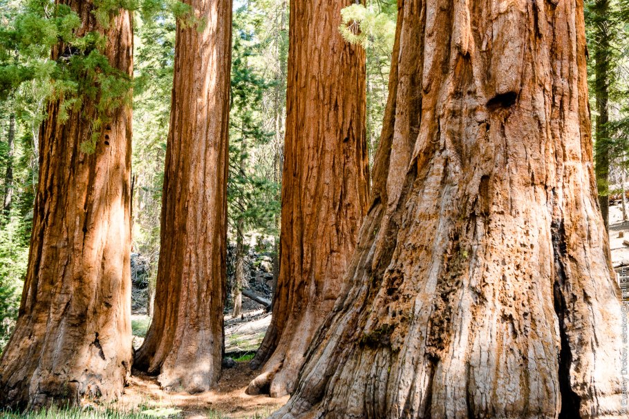 Парк Секвойя Калифорния Редвуд