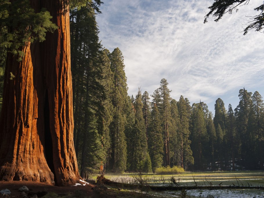Национальный парк секвойя калифорния
