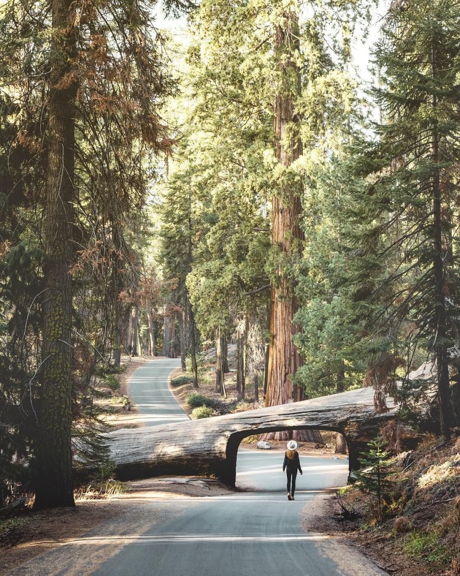 Национальный парк Секвойя зимой Калифорния