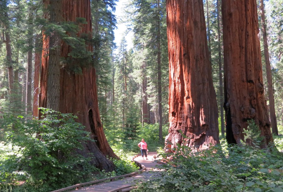 Секвойя мамонтово дерево