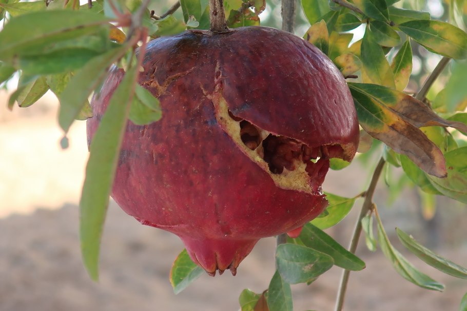 Гранат растение фото