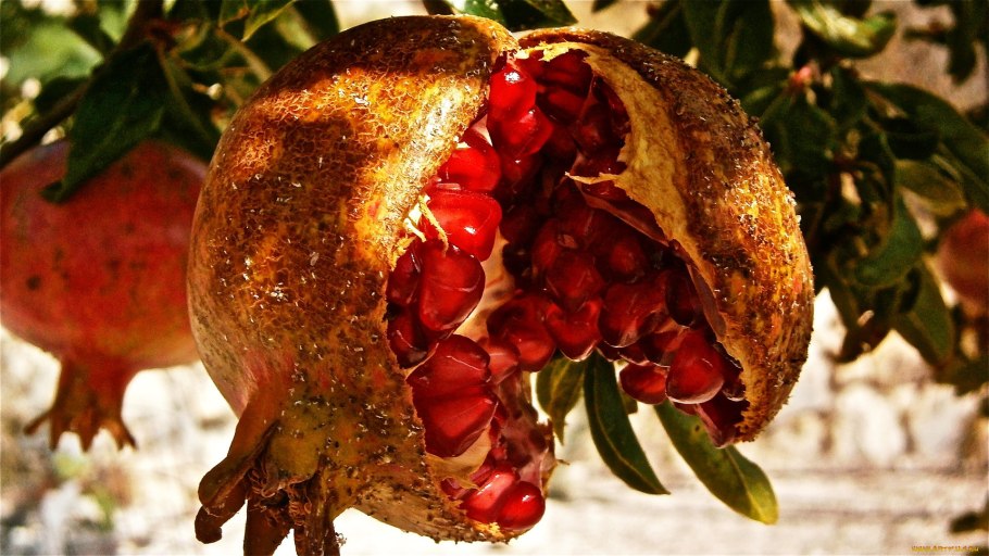 Гранат Pomegranate