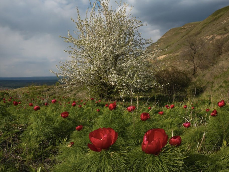 Воронец дикий пион тонколистный