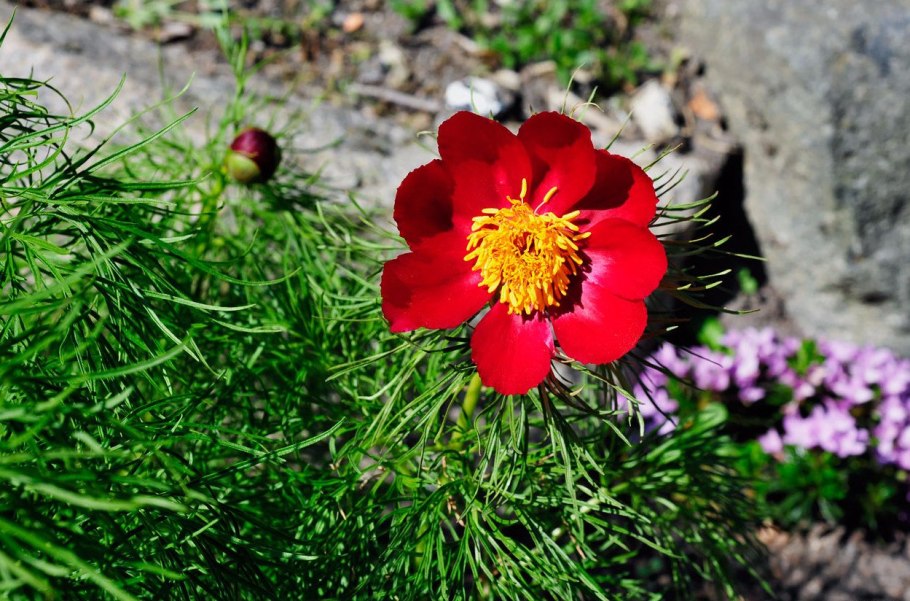 Пион тонколистный Рубра плена