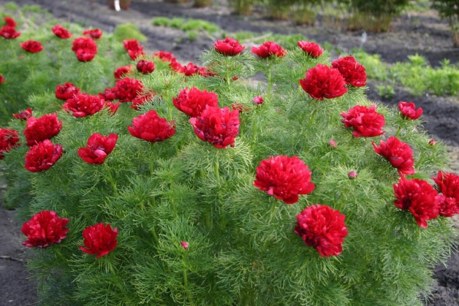 Дикий пион Воронец