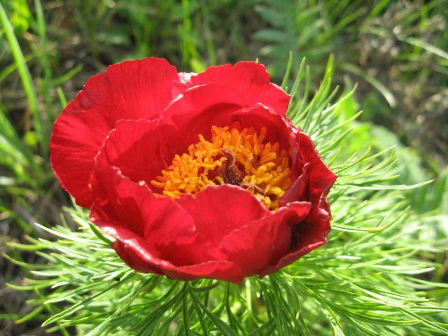 Пион тонколистный Paeonia tenuifolia