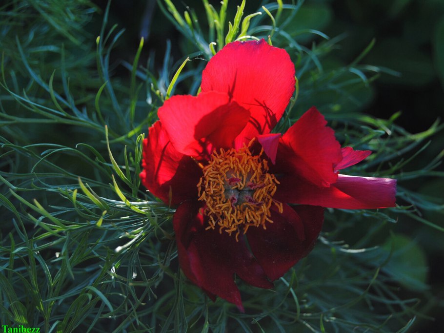 Пион тонколистный Степной