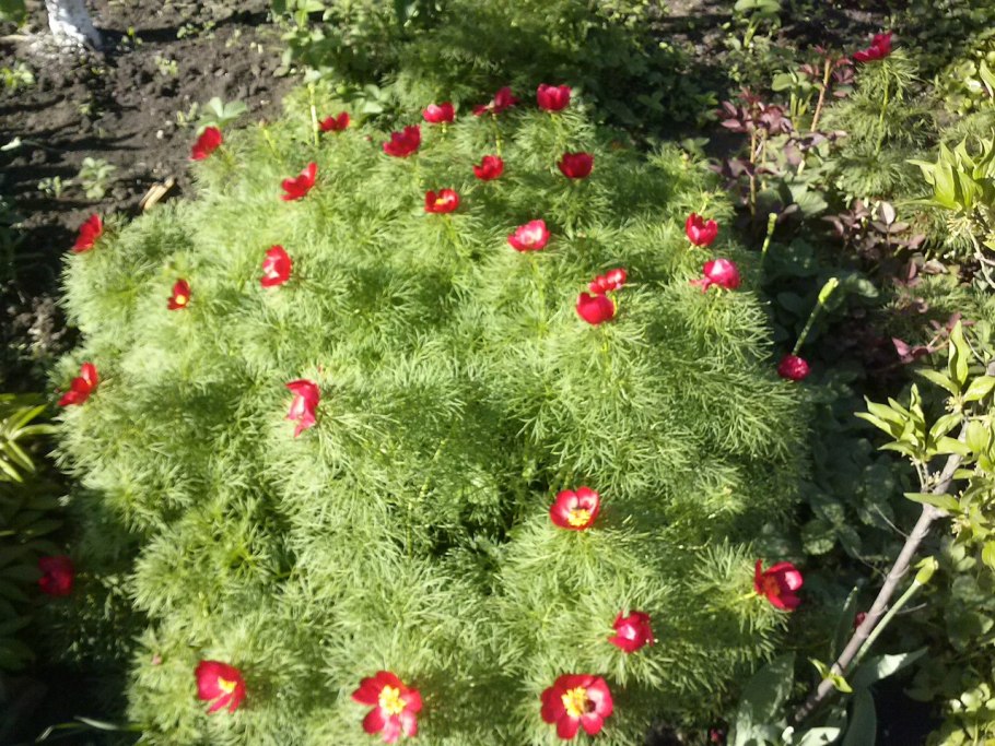 Растения пион тонколистный Воронец