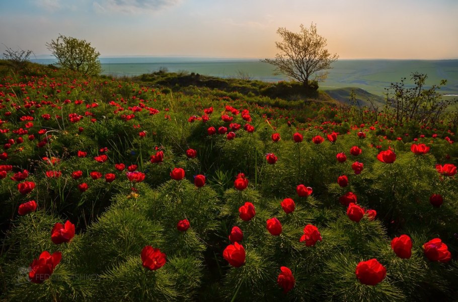 Пион тонколистный Орленок
