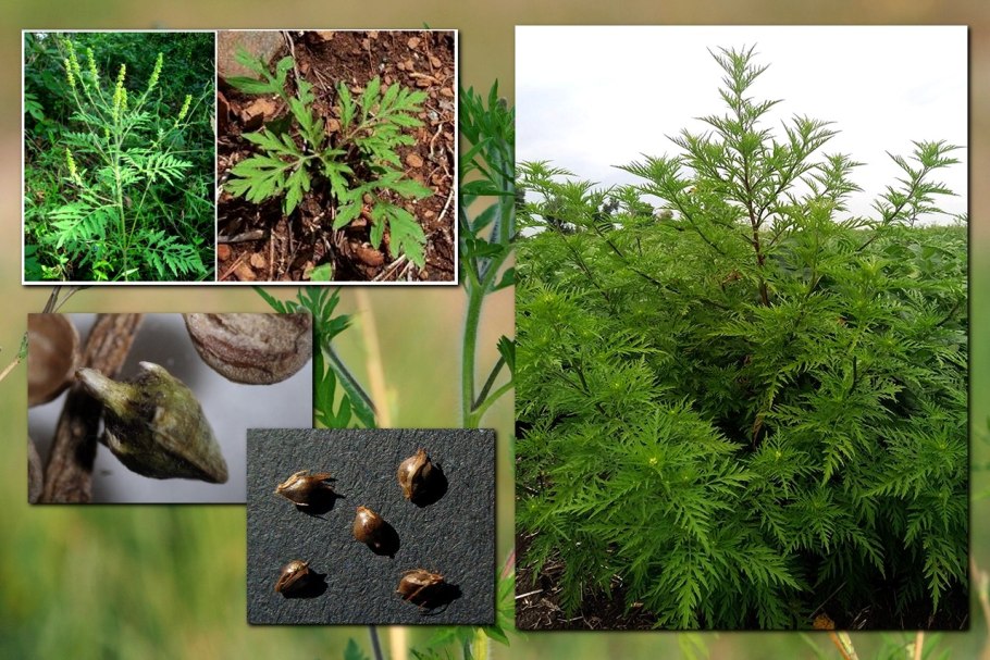 Амброзия полыннолистная ядовитое