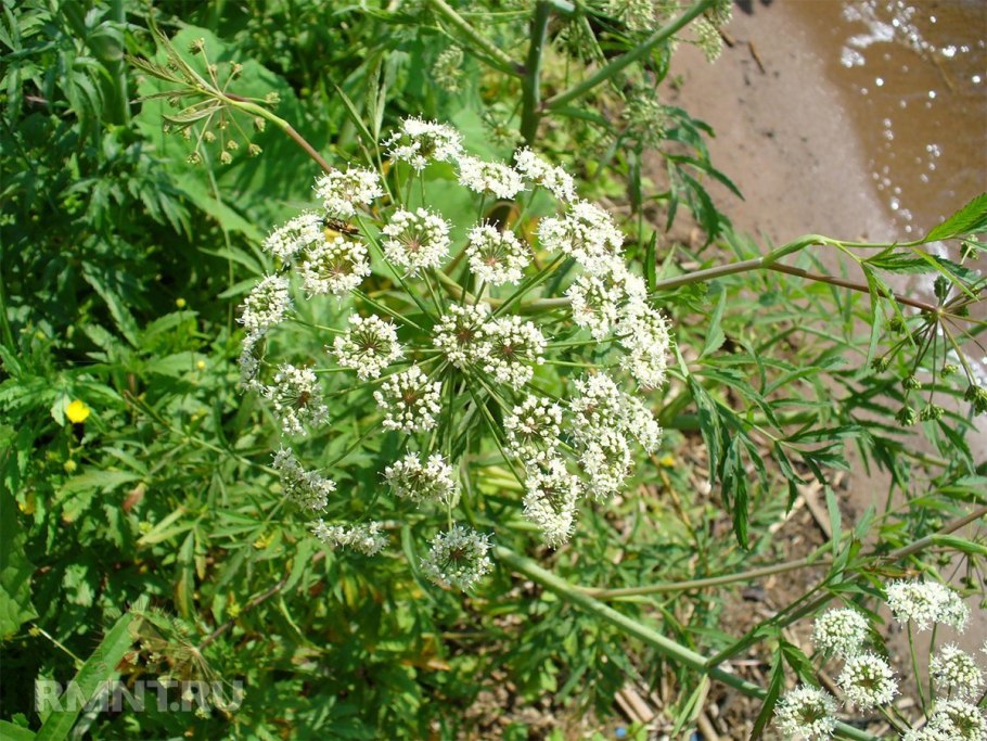 Амброзия трехраздельная