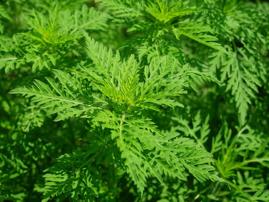 Амброзия полыннолистная