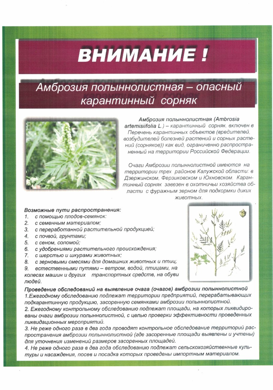 Сорняк амброзия полыннолистная