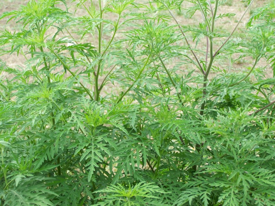 Амброзия растение