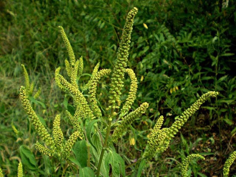 Амброзия ростки